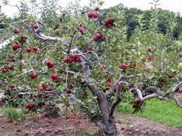 Apple Orchard in shimla